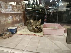 -FAELING PETS美天灵宠物(富力广场店)