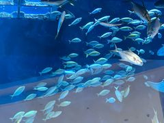 -迪拜水族馆及水下动物园