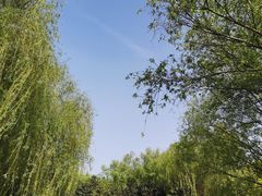 -上海滨江森林公园