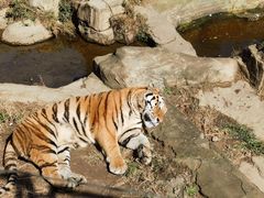 -大连森林动物园