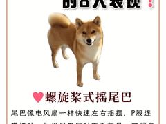 -申普宠物医院·眼科·心内科·影像科(普陀分院)