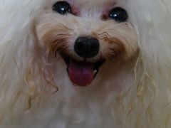 -翊宠yipet猫狗购宠庄园犬舍•猫舍