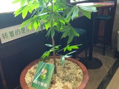 -菩提树下茶咖鼓捣