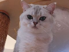 -滚猫咖啡·猫咖·猫友好撸猫(未来城店)
