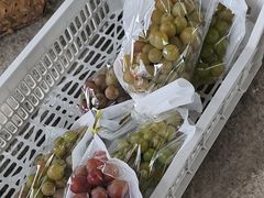 -马陆小张葡萄园农家乐