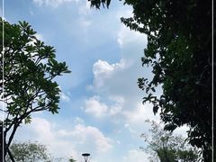 -王借岗森林公园