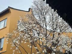 -龙华素斋(龙华路店)