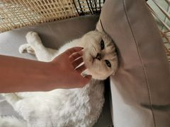 -喵屿·大理花园猫咖