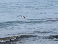 -青岛第三海水浴场