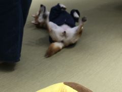 -逗柴咖啡屋·狗咖猫咖宠物桌游