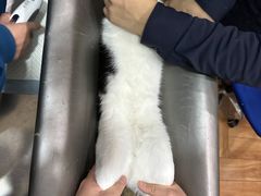 -瑞派名望志远动物医院·猫科·內科·异宠专科(直港大道店)