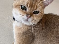 -共舞时光猫咖·狗咖(新街口店)