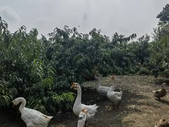 -樂桃源奉贤黄桃种植采摘基地