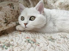 -糯米喵星人总部直营旗舰店·猫舍·幼猫出售