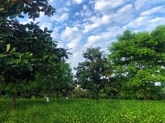 -帐篷客·溪龙茶谷度假酒店