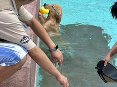 -帕帕拉兹宠物(亚洲旗舰店)