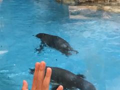 -帝企鹅自助餐厅•儿童岛•真企鹅(长隆企鹅酒店)