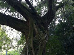 -广州市石门国家森林公园