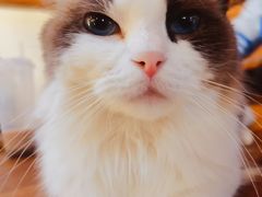 -猫小院猫主题餐厅(南锣旗舰店)