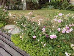 -安琪朵朵独栋花园月子中心