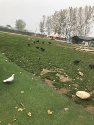 -上美四季动物农场
