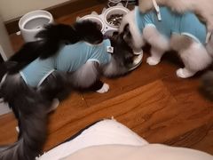-北京观赏动物医院·24小时大型综合·猫专科·异宠专科