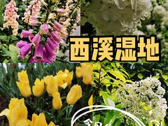 -西溪国家湿地公园