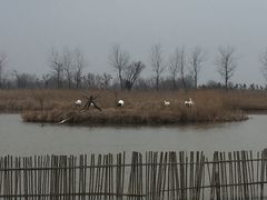 -盐城丹顶鹤湿地生态旅游区