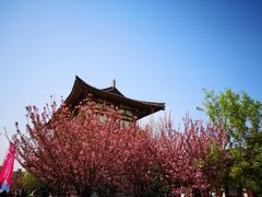 -西安青龙寺遗址景区