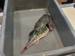 -天正河鲀·河豚亭(大连店)