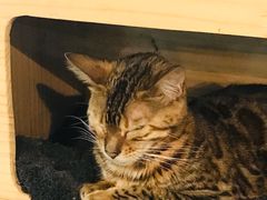 -吉丁鸟咖·异宠·寄养