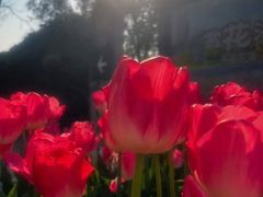 -花博汇(知音花月夜)