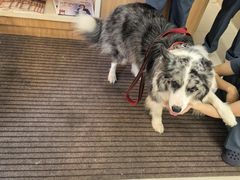 -爱妮康宠物医院·干细胞免疫细胞·肿瘤·心脏(张江店)