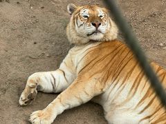 -西霞口神雕山野生动物世界