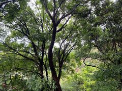-阳台山森林公园
