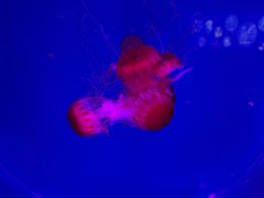 -萌宠奇缘(荣鼎店)