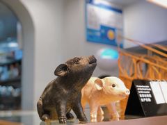 -WHEN PIGS FLY当猪飞