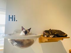 -Heymao猫咖.咖啡厅(东门店)