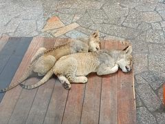-上海野生动物园