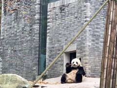 -都江堰中华大熊猫苑