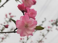 -昆山城市生态森林公园