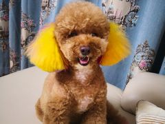 -读宠于你·约克夏比熊·睫角守宫·爬宠售卖(高新店)