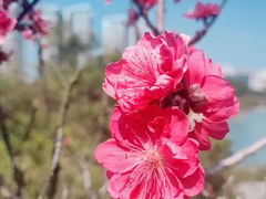 -广东花都湖国家湿地公园