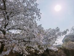 -嘉定紫藤园