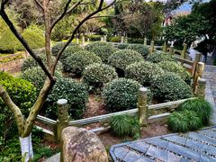 -十八棵（老龙井）御茶园(老龙井店)