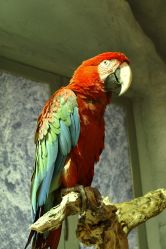 -Zoolung Zoolung动物主题公园(海信广场店)