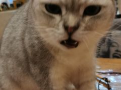 -猫小院猫主题咖啡厅(北锣店)