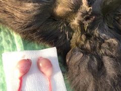 -关爱宠物医院·猫科中心·消化科(滨湖万达分院)
