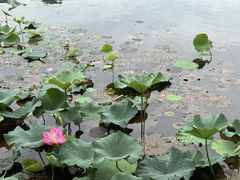 -新江湾城公园