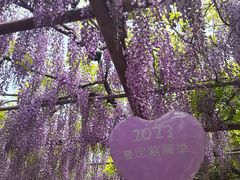-嘉定紫藤园